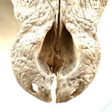 Load image into Gallery viewer, CROCODILE SKULL