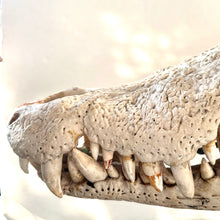 Load image into Gallery viewer, CROCODILE SKULL
