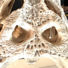 Load image into Gallery viewer, CROCODILE SKULL