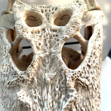 Load image into Gallery viewer, CROCODILE SKULL