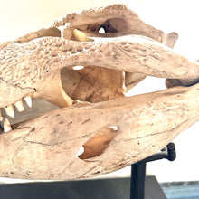 Load image into Gallery viewer, CROCODILE SKULL