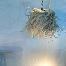 Load image into Gallery viewer, Wild Angel