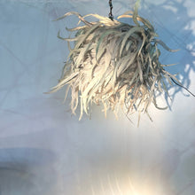 Load image into Gallery viewer, Wild Angel