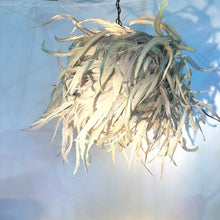 Load image into Gallery viewer, Wild Angel