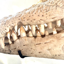 Load image into Gallery viewer, CROCODILE SKULL

