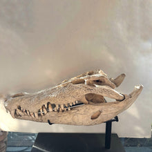 Load image into Gallery viewer, CROCODILE SKULL
