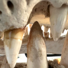 Load image into Gallery viewer, CROCODILE SKULL

