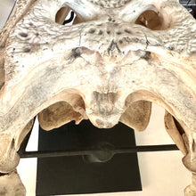Load image into Gallery viewer, CROCODILE SKULL
