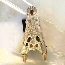 Load image into Gallery viewer, CROCODILE SKULL
